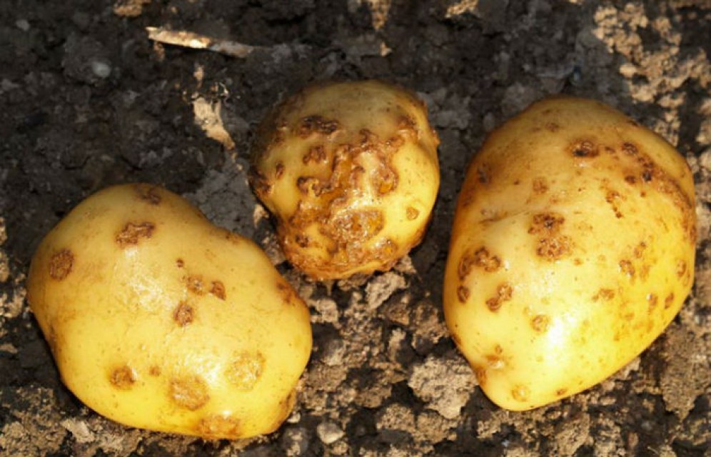 В Туву пытались ввезти зараженный картофель из Хакасии